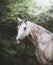 Portrait of Beautiful gray arabian horse