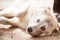 Portrait of a beautiful gray dog. A dog that looks like a wolf lies on a wooden floor