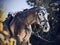 Portrait of a beautiful gray racehorse with a saddle on its back, which is led by a horse breeder by the bridle on a sunny day