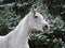 Portrait of a beautiful grey Holstein mare