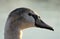 Portrait of beautiful grey swan in nature