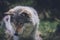 Portrait of a beautiful grey wolf/canis lupus outdoors in the wilderness