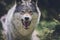 Portrait of a beautiful grey wolf/canis lupus outdoors in the wilderness
