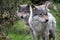 Portrait of a beautiful grey wolf/canis lupus outdoors in the wilderness