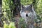 Portrait of a beautiful grey wolf/canis lupus outdoors in the wilderness