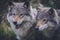 Portrait of a beautiful grey wolves/canis lupus outdoors in the wilderness