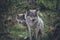 Portrait of a beautiful grey wolves/canis lupus outdoors in the wilderness