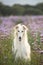 Portrait of beautiful and happy dog breed russian borzoi standing in the green grass and violet lupines field in summer