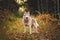 Portrait of beautiful and happy siberian Husky dog standing in the bright fall forest at sunset