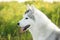 Portrait of beautiful and happy silver siberian husky dog sitting in the field at sunset