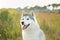 Portrait of beautiful and happy silver siberian husky dog sitting in the field at sunset