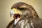 Portrait of a beautiful Harris Hawk opening its beak