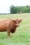 Portrait of beautiful highland scottish hairy red cow