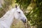 Beautiful holstein grey stallion horse on green forest background