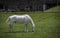 Portrait of a beautiful horse on a farm