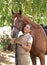 Portrait of a beautiful horsewoman standing with horse outdoors