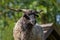 Portrait of a beautiful Hortobagy Racka sheep ram with long spiral shaped horns