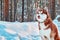 Portrait beautiful husky dog on walk in winter forest. Red siberian husky is sitting on background of snowy forest. Copy space.