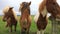 Portrait of beautiful Icelandic horses