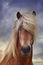 Portrait of a beautiful Icelandic stallion, flaxen chestnut