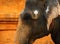 Portrait of beautiful indian elephant decorated with white painted sacred symbols in Hindu Sri Brihadeeswara Temple, Thanjavur