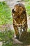 Portrait of beautiful jaguar walking