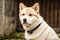 Portrait of a beautiful Japanese Akita dog in the park. Generative AI