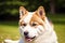 Portrait of a beautiful Japanese Akita dog in the park. Generative AI