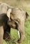 Portrait of beautiful Juvenile tusker