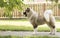 Portrait of a beautiful large dog breed in house guard