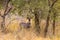 Portrait of beautiful lesser kudu in the thickets of Meru. Kenya, Africa