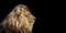 Portrait of a Beautiful lion, Cat in profile, lion in dark