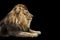 Portrait of a Beautiful lion, Cat in profile, lion in dark