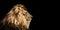 Portrait of a Beautiful lion, Cat in profile, lion in dark