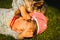 Portrait of a beautiful little 2 years old girl lying on grass and laughing with york terrier