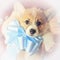 Portrait of a beautiful little puppy Corgi dog with big ears and a blue bow on his neck in his hands as a gift