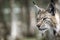 Portrait of a beautiful lynx outdoors in the wilderness with copy space for text