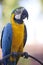 Portrait of beautiful macaw.