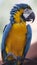 Portrait of beautiful macaw.