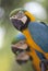 Portrait of beautiful macaw.