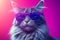 Portrait of a beautiful Maine coon cat wearing sunglasses on a pink background