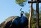 Portrait of beautiful male peacock