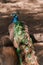 Portrait of a beautiful male peacock. Peahen sitting on a tree brown ground in a zoo