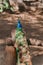 Portrait of a beautiful male peacock. Peahen sitting on a tree brown ground in a zoo