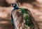 Portrait of a beautiful male peacock. Peahen walking on brown ground in a zoo