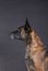 Portrait of a beautiful malinois dog