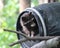 Portrait of beautiful mammal raccoon