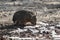 Portrait of beautiful mara rabbit from pampa