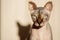 Portrait of a beautiful marble Sphinx cat with eyes on an isolated background with space for text
