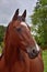 Portrait of a beautiful mare in Ireland